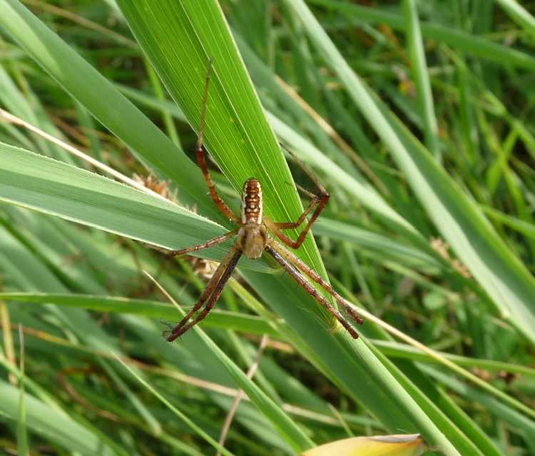 Mister Argiope bruennichi, suppongo